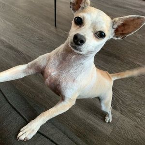 Meet your Posher, Vinny